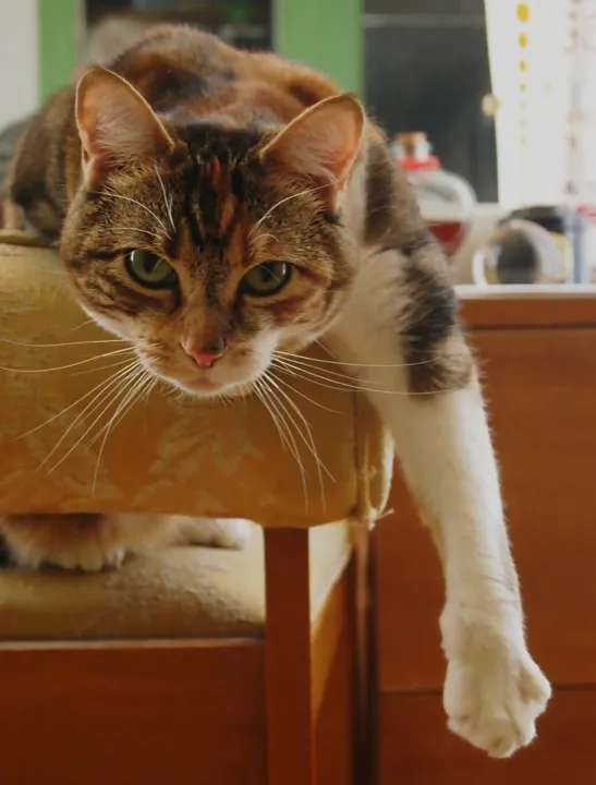carrier comes out, siamese starts filing formal complaints