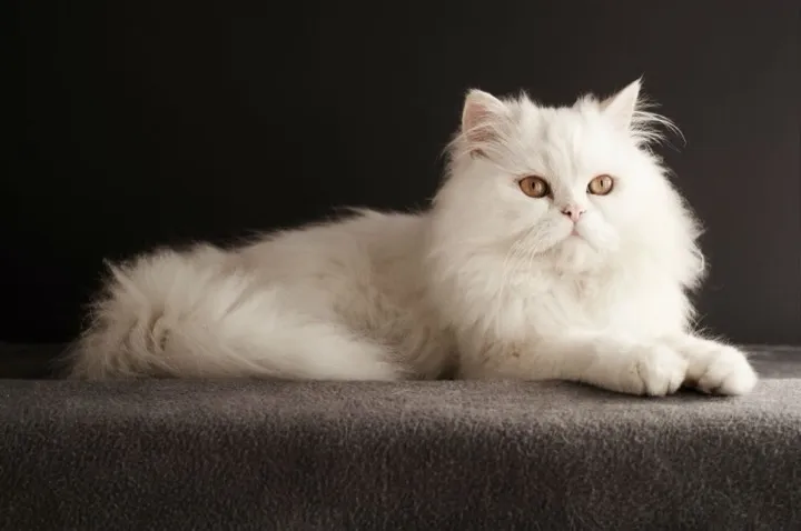 ragdoll after surgery is somehow even floppier than the brochure promised