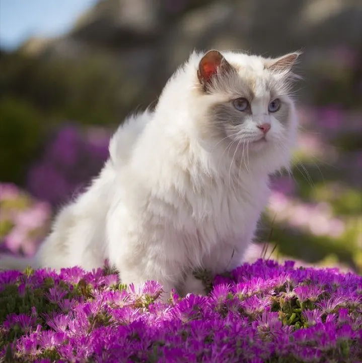 mixed cat discovered the automatic litter box and now watches it like prestige television