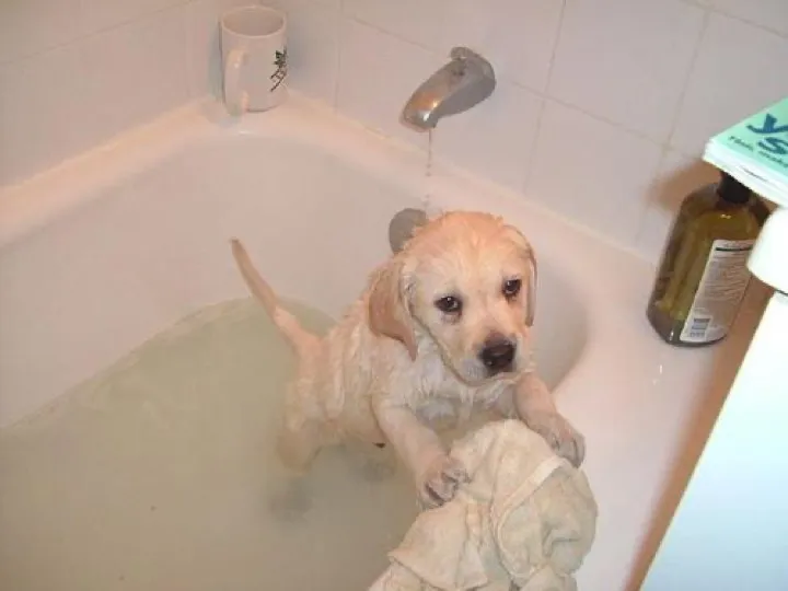 hotel ice bucket 1, labrador curiosity 0