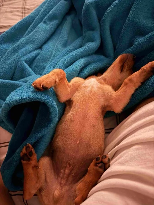 14 year old shelter chihuahua has memorized my bedtime better than I have