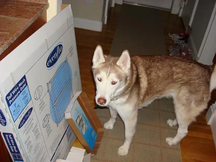 rehomed husky from a divorce situation and he slept through the night for the first time