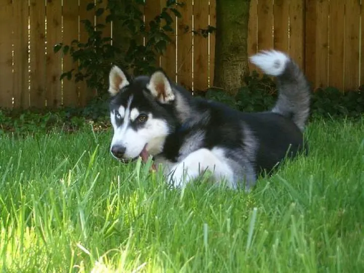 if anybody needs road trip entertainment my husky sings at every state line