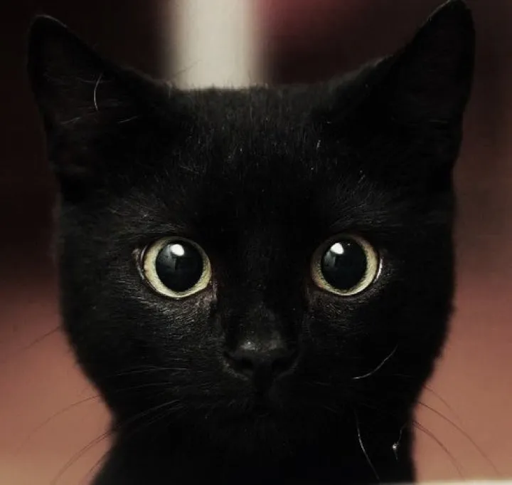 first meeting with new kitten went... honestly okay?