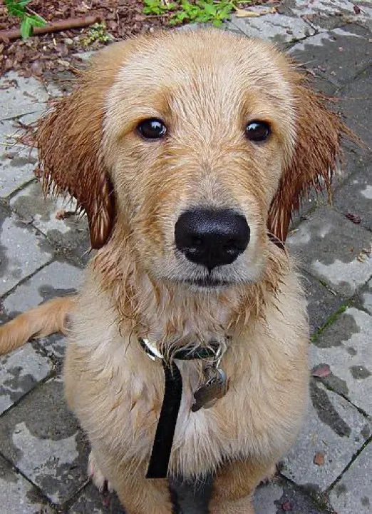my golden finally came off a squirrel and back to the whistle