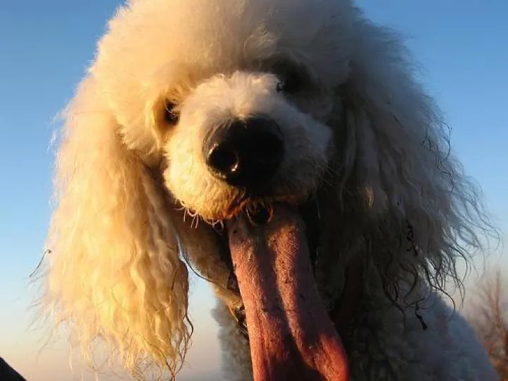 13 year old poodle had the dental despite the heart murmur and came through okay
