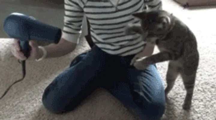 new baby, old ragdoll, zero respect for nap schedules