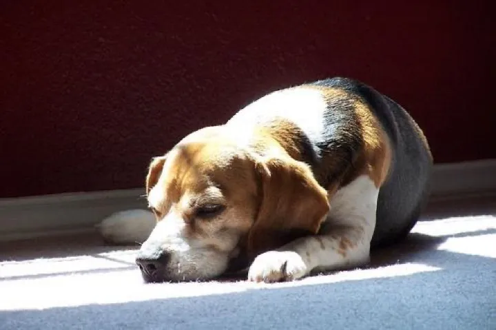 senior dog pacing at 3am... dementia, pain, or just old guy weirdness?