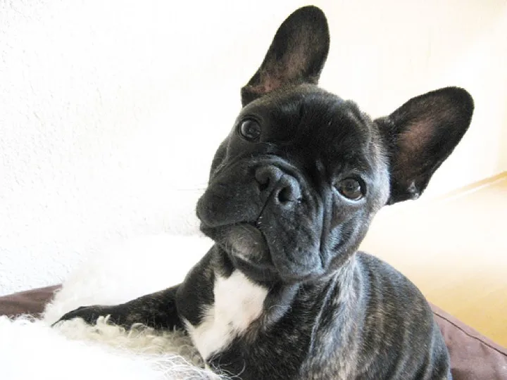 allergy test quote for my frenchie was funny until I did the math