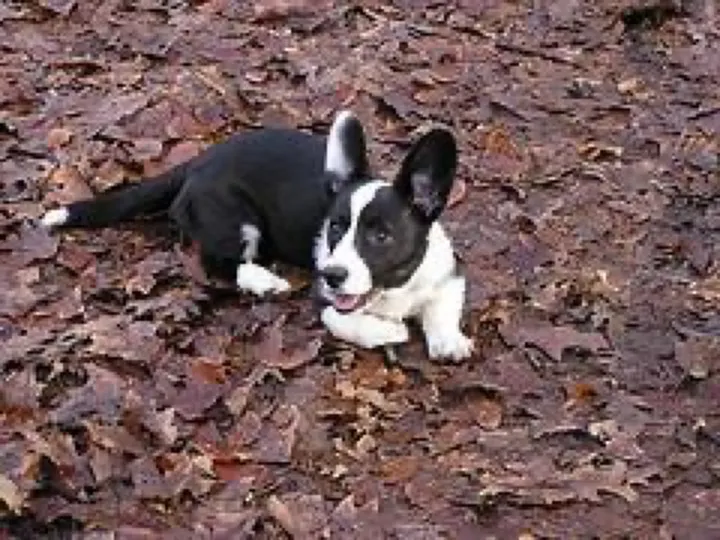 corgi at the barbecue tried to herd three adults and one cooler