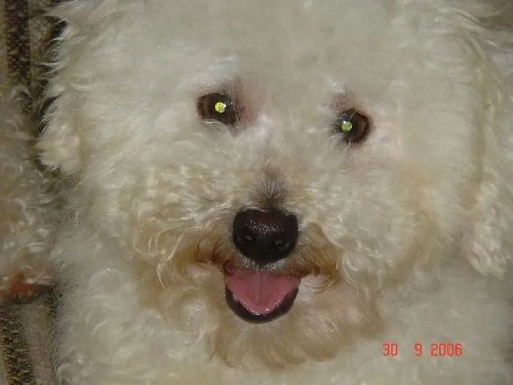 Standard poodle solved the food puzzle faster than I could make coffee