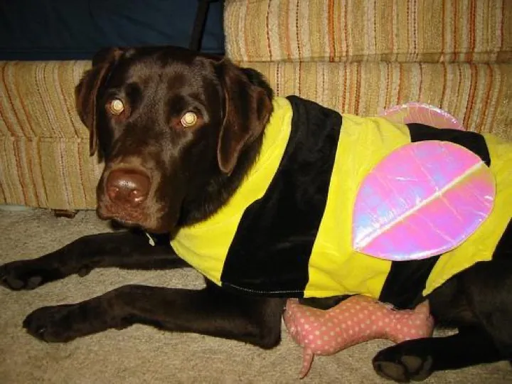 good chemo day for an old lab, so we took the extra long sniffy route