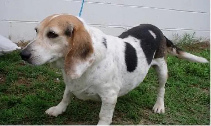 beagle nose found the rotisserie chicken before I got out of the car