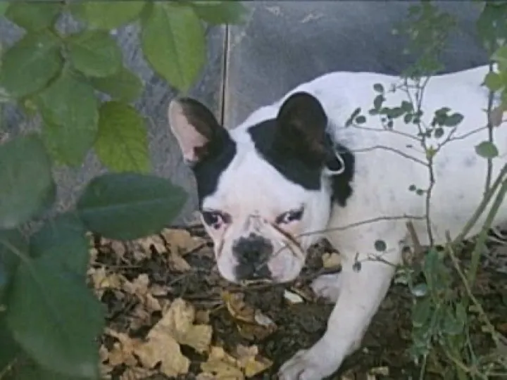 Frenchie refused to pee because the grass was disrespectfully damp