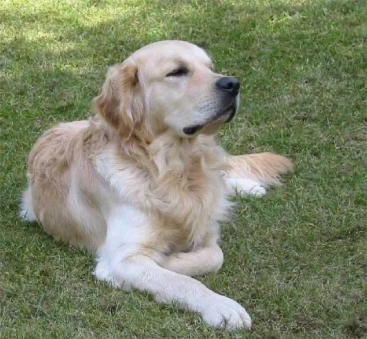 4:03 pm is apparently the official golden retriever meeting sabotage hour
