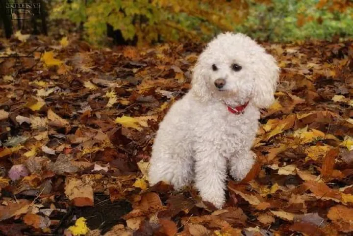 Poodle learned the talk button for outside and is abusing due process