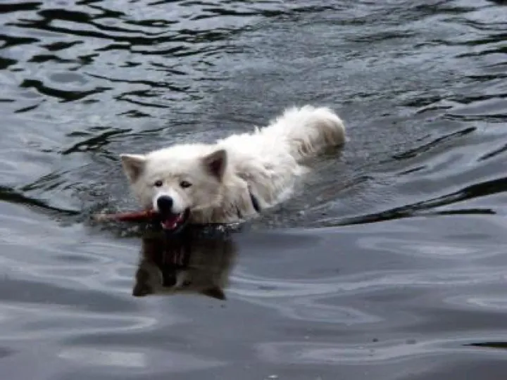 Samoyed sings every time the blow dryer turns on