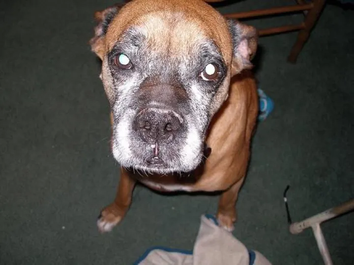 Boxer did the kidney-bean dance because I said the word walk