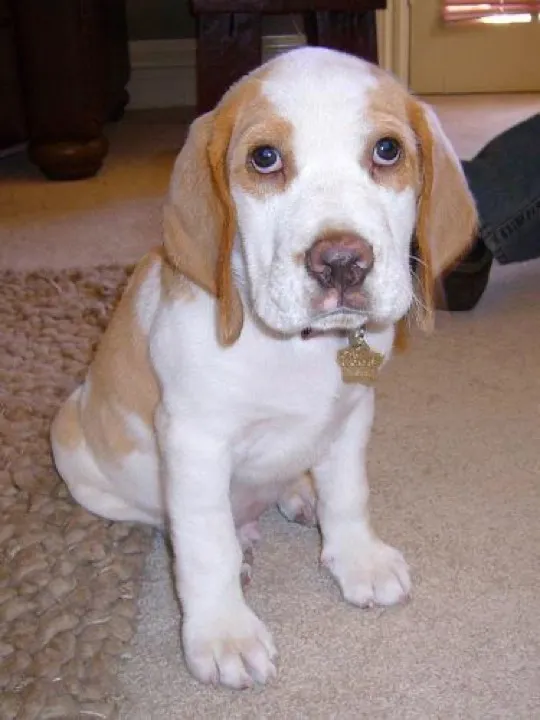 Beagle found the one tennis ball lost since spring