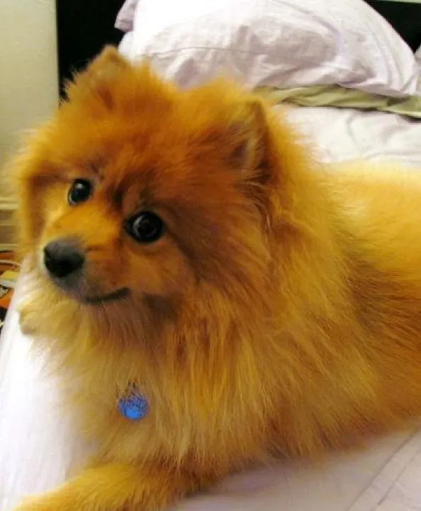 Pomeranian got adopted two weeks ago and already runs bedtime like a cruise director