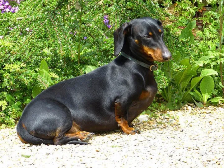 Dachshund on walks: brave for 200 feet, statue for the next 50